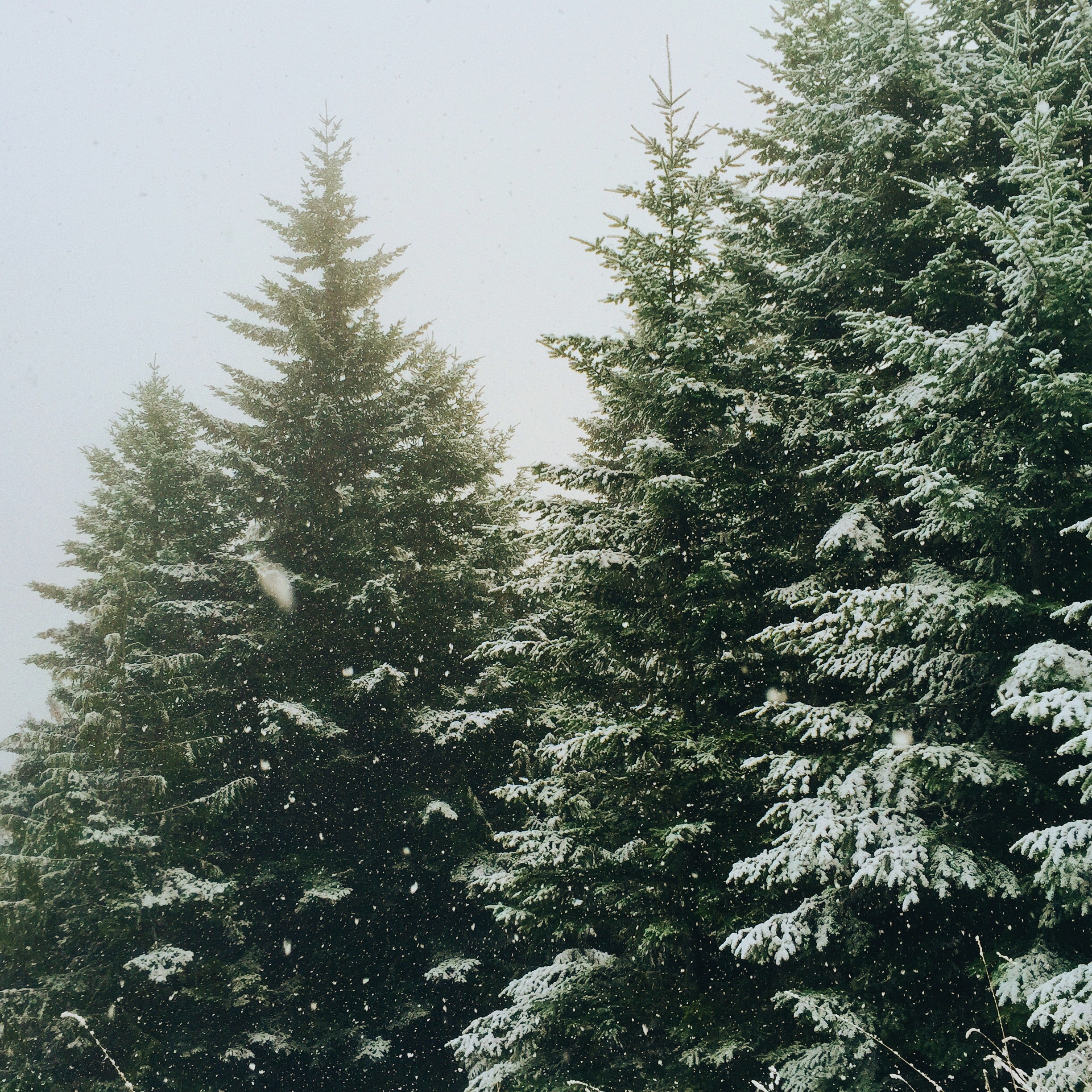 Oh Christmas Trees! header image.