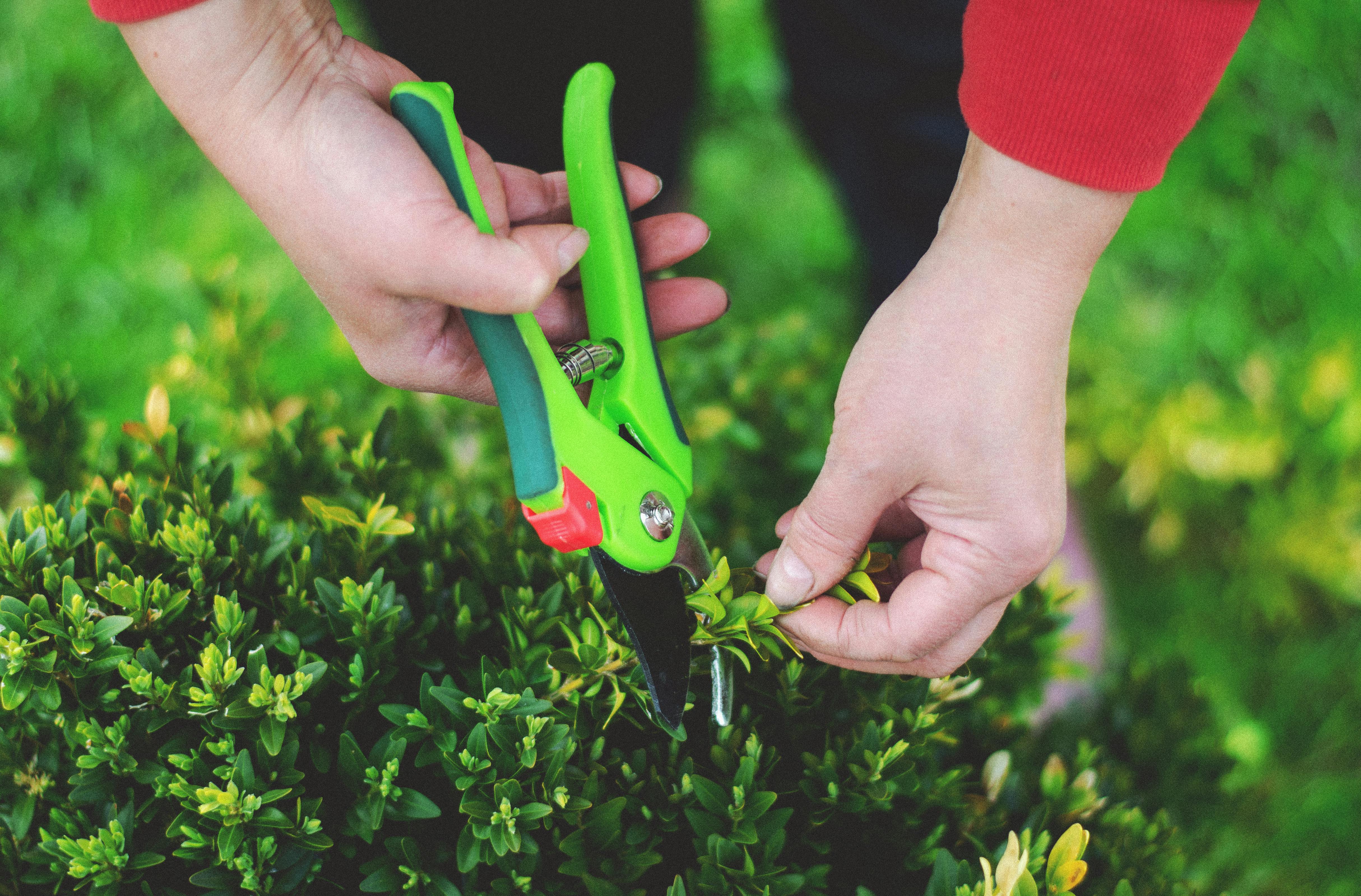 Woman trimming bushes in yard
