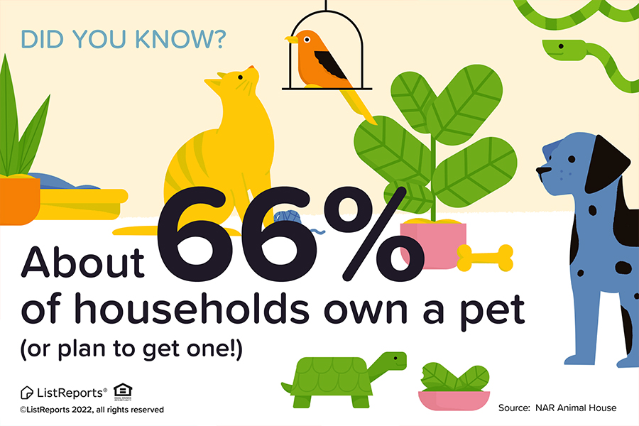 Finding the Purrfect Home for our Furry Friends header image.