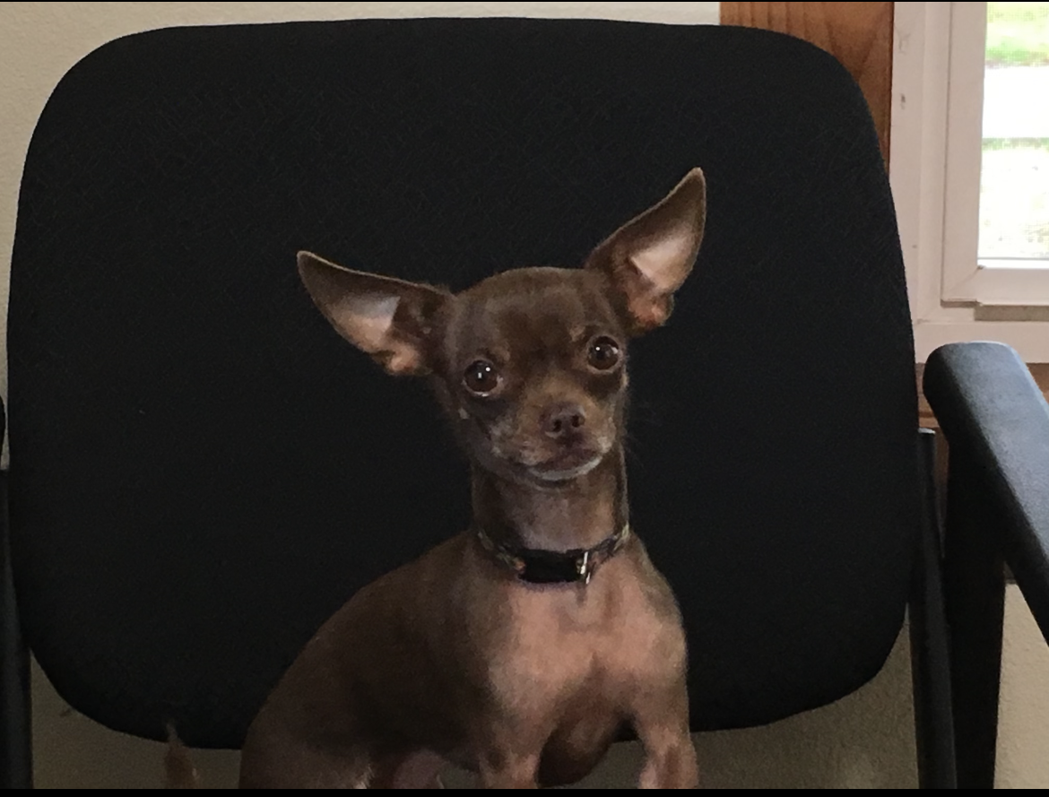 National Love Your Pet Day header image.