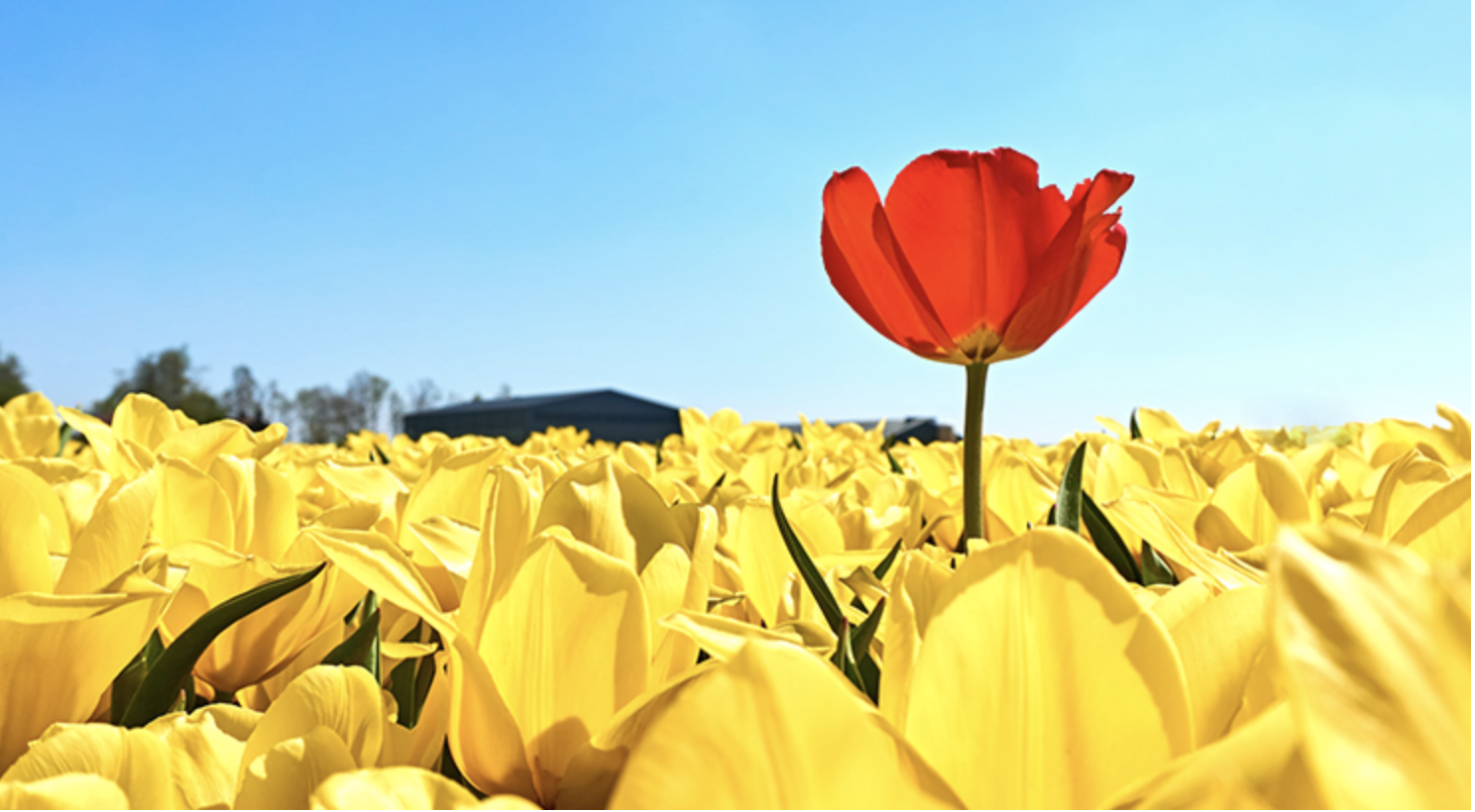 Buyers: Are You Ready for a Bidding War? header image.