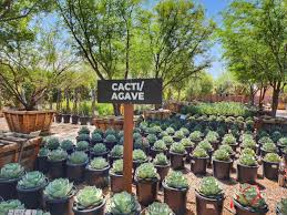Cacti