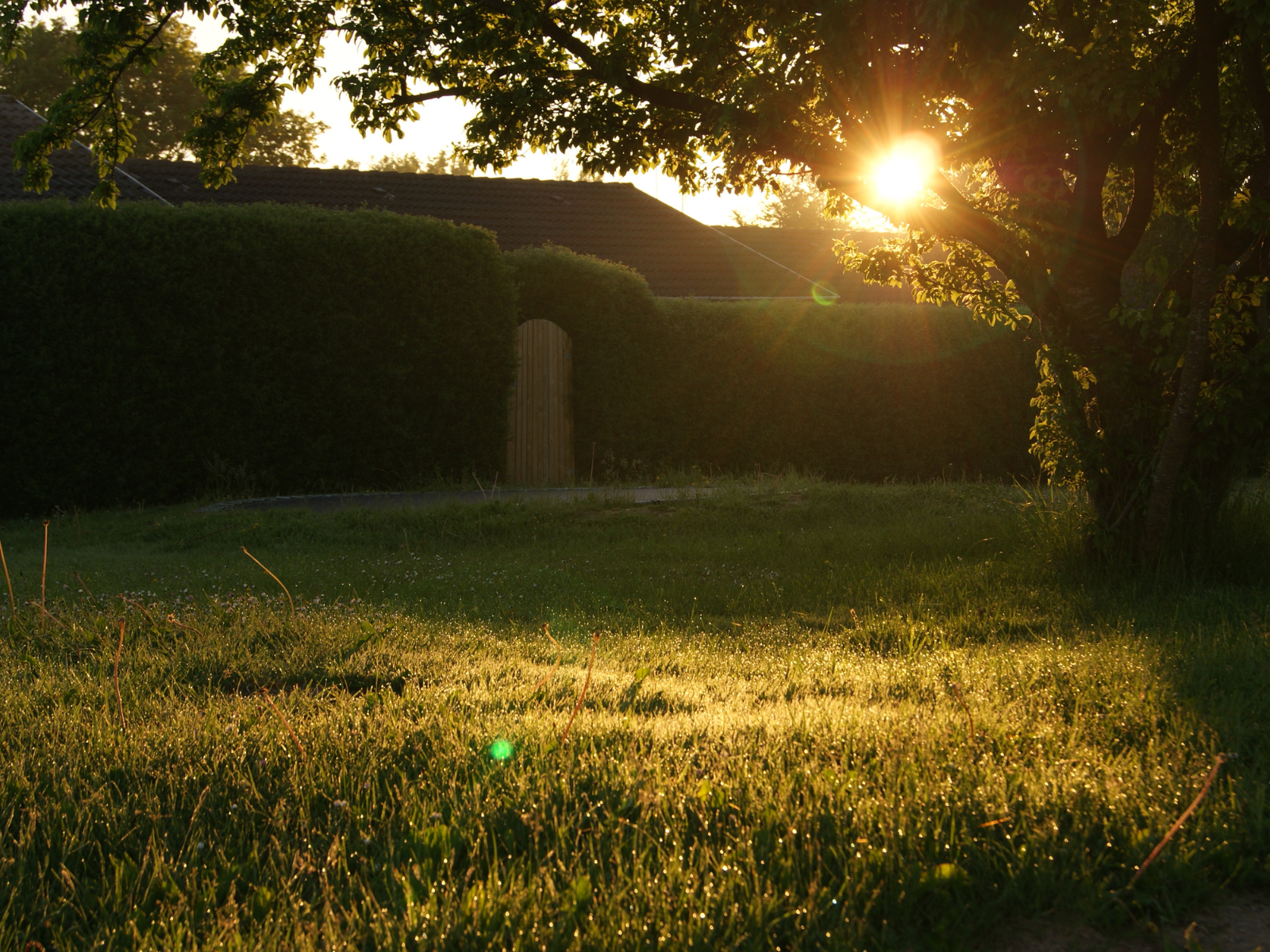 Dress up those Shady Garden Spots header image.