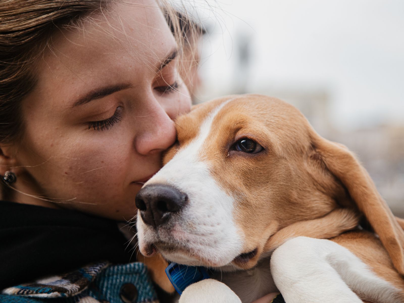 The Pet Predicament header image.
