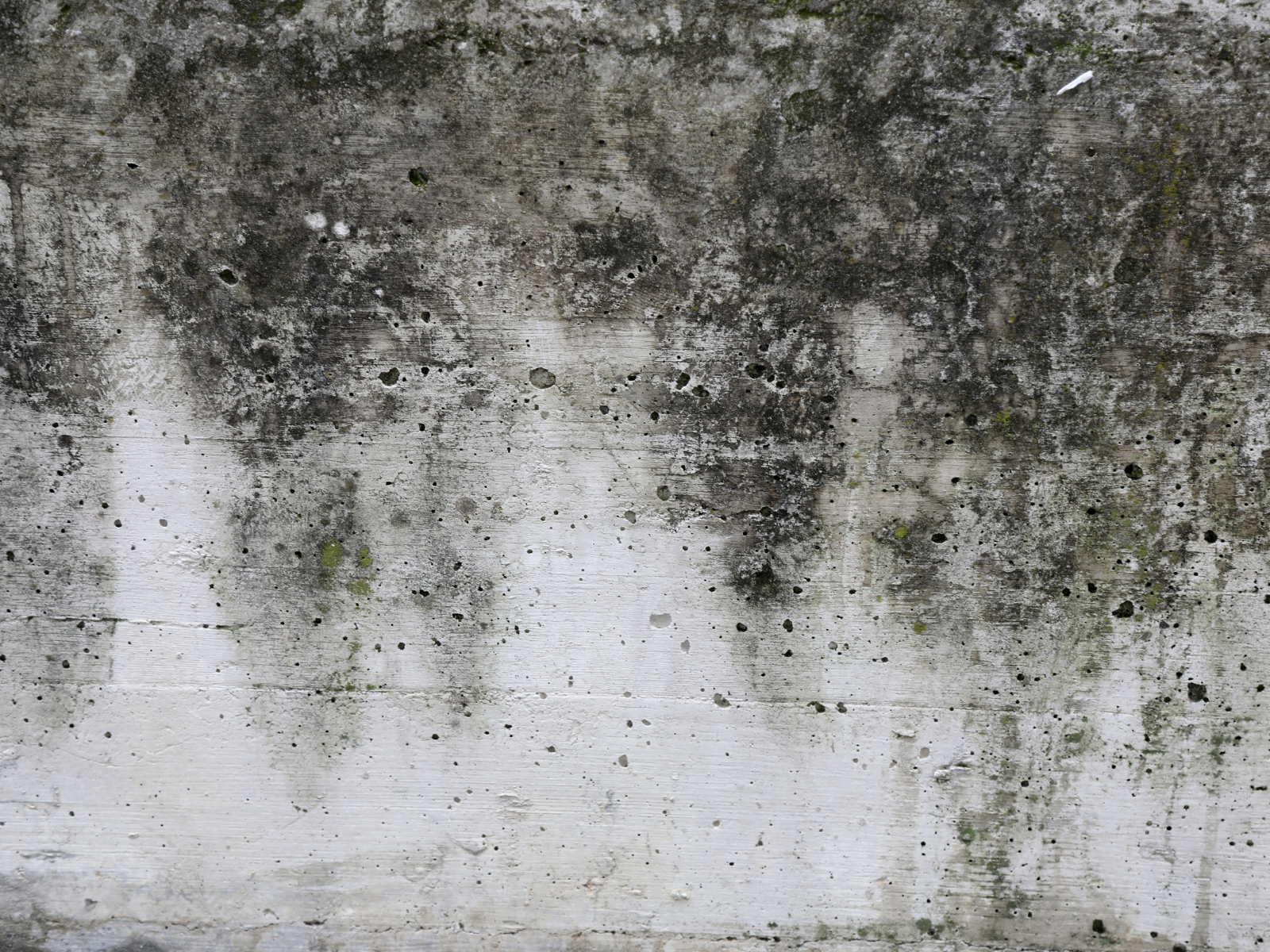 Do You Have a Mold Problem in Your Home? header image.