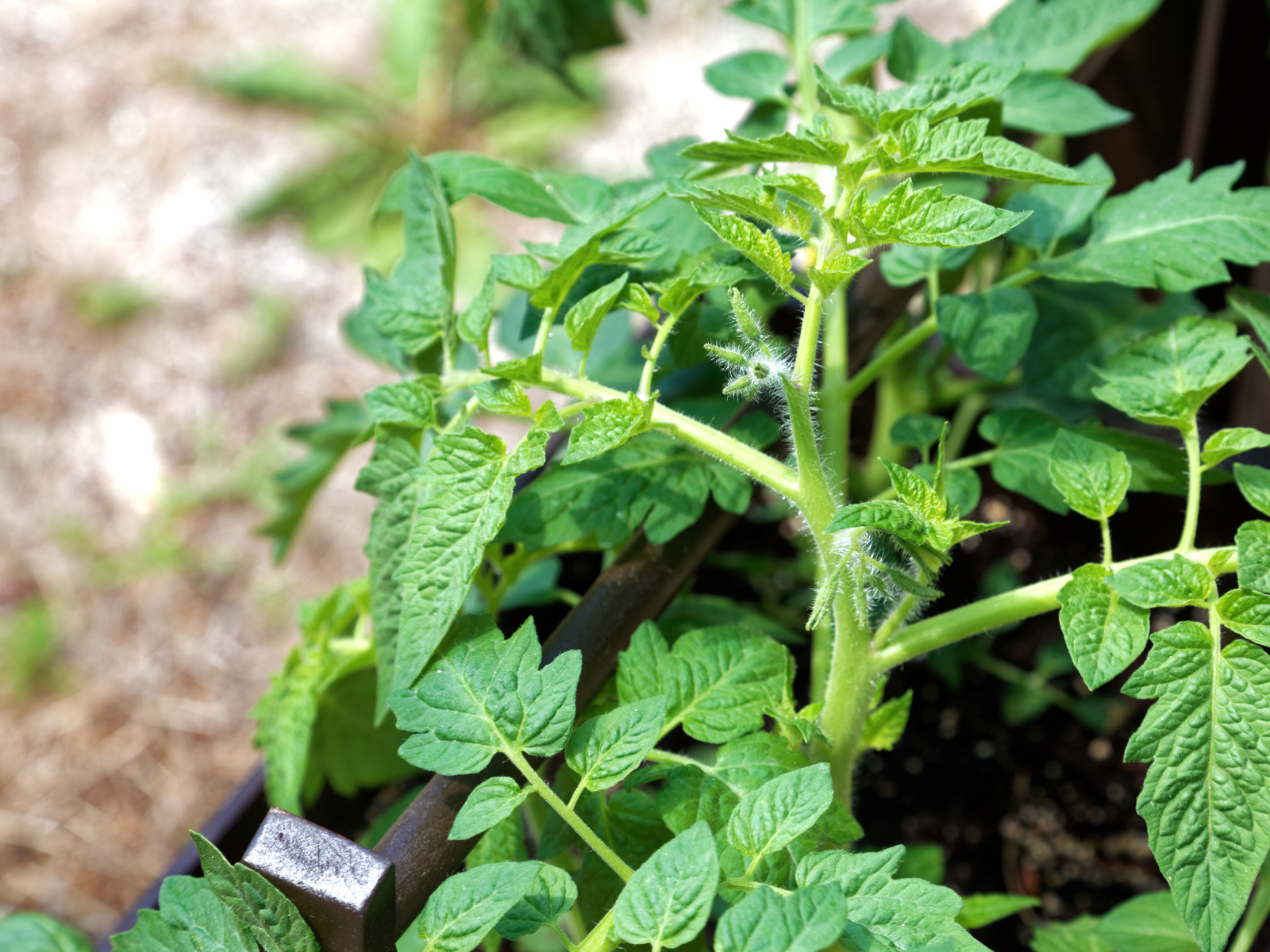 Spring Cleaning in the Container Garden header image.