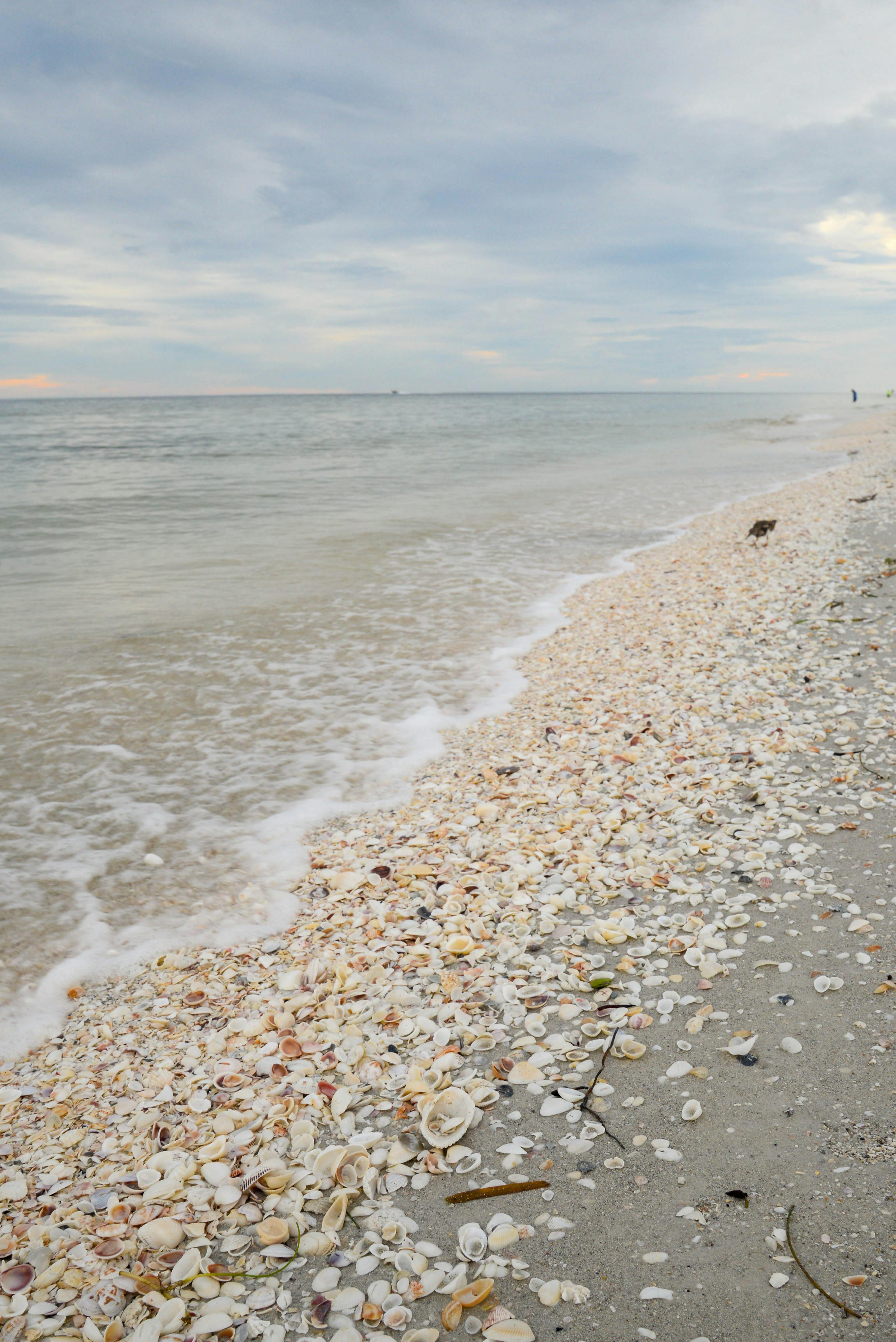 sea shells on the beach