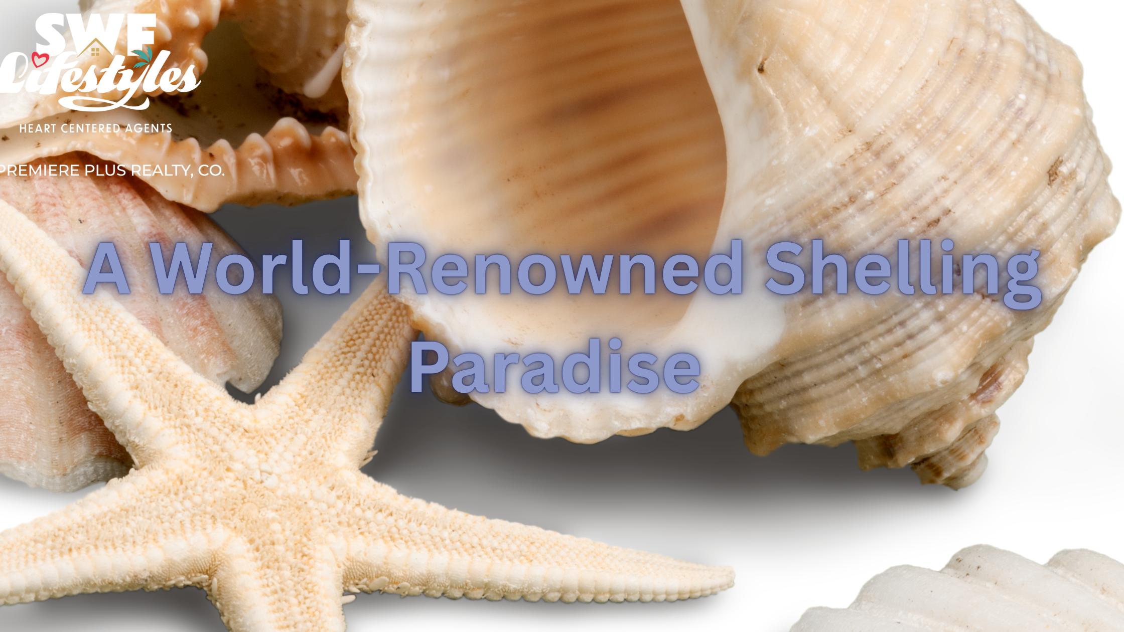 Sea Shells