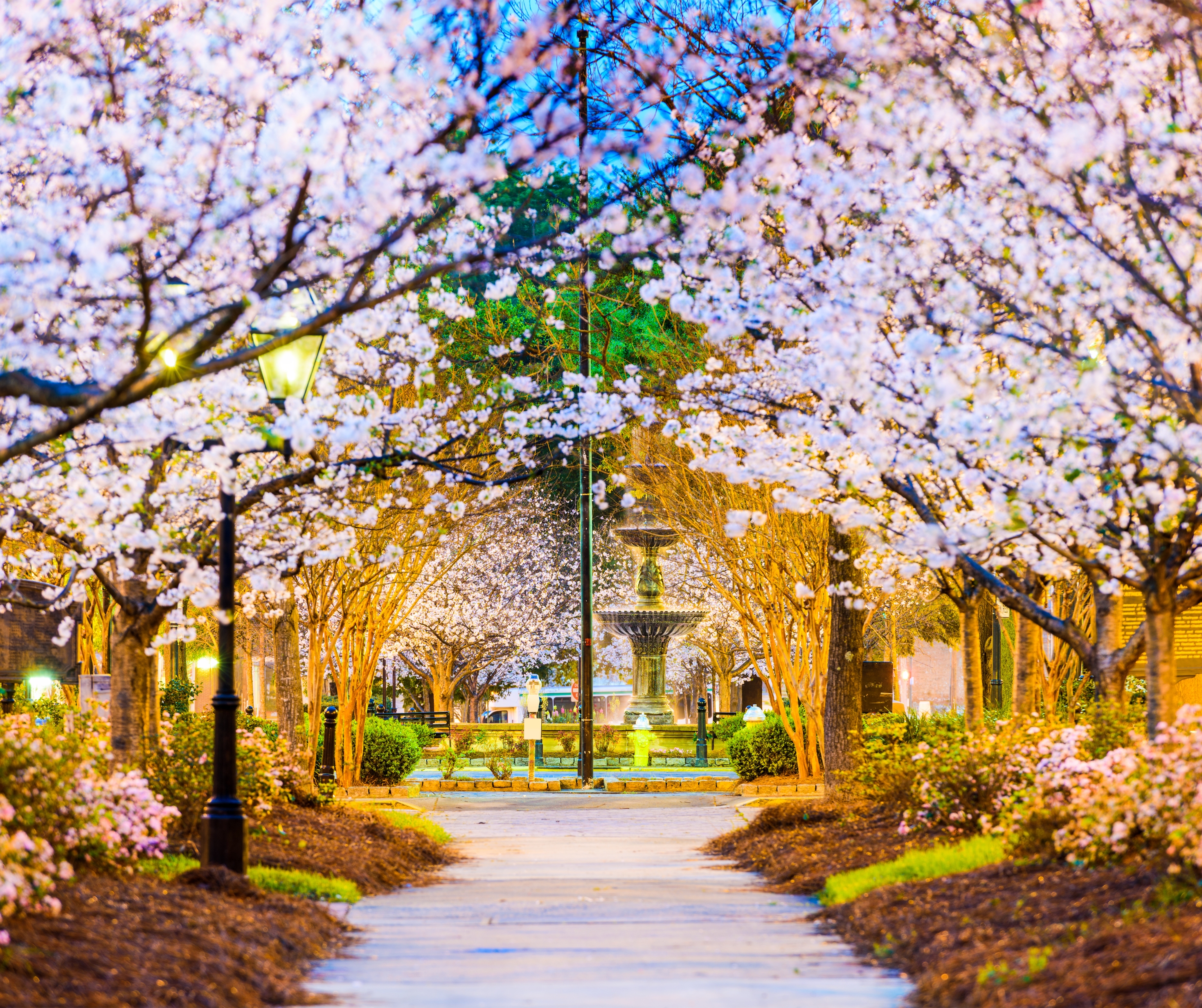 Cherry blossom trees in full bloom lining a walkway in downtown Macon, Georgia, with a historic cast-iron fountain centered in the background at dusk.