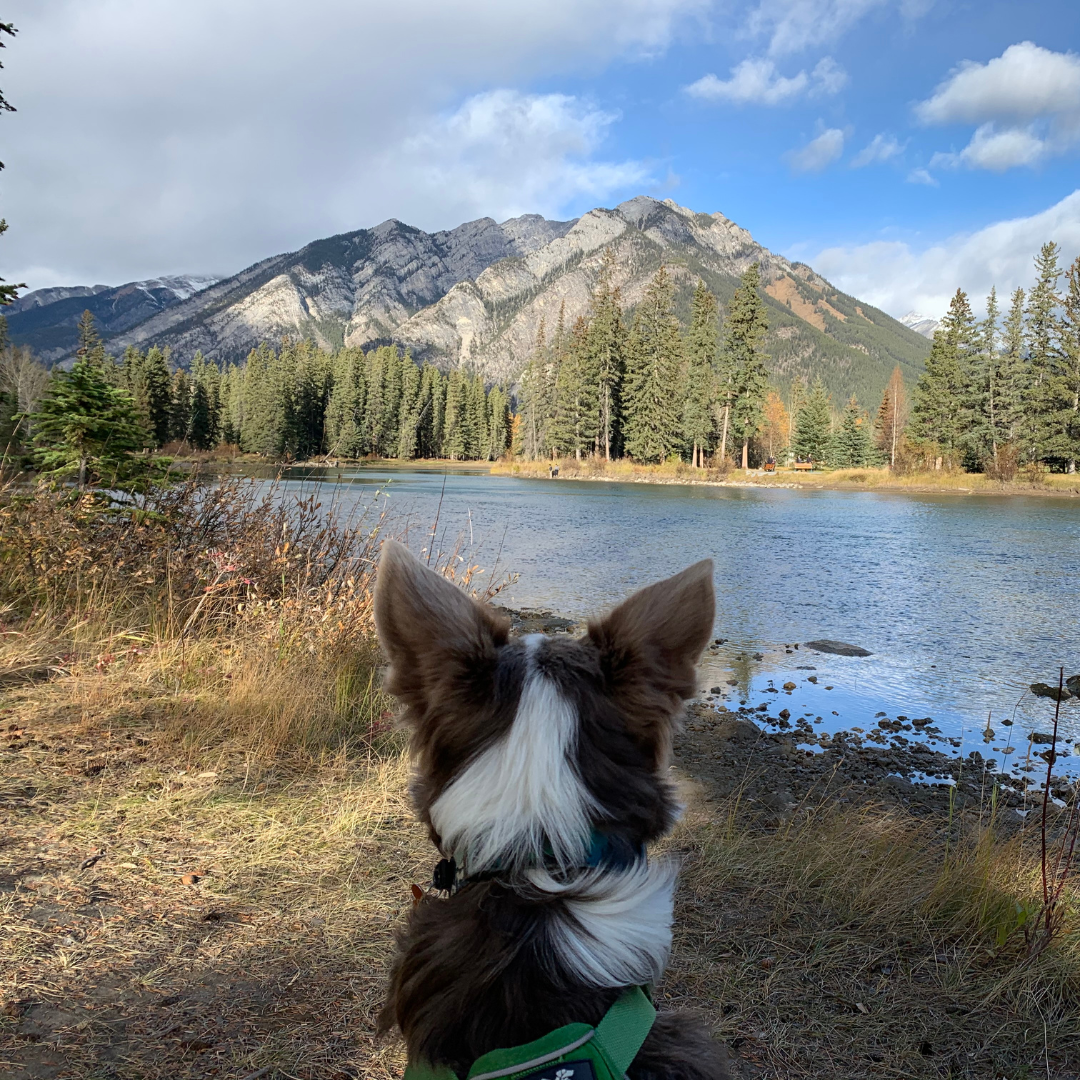 Driving the ALCAN With Pets header image.