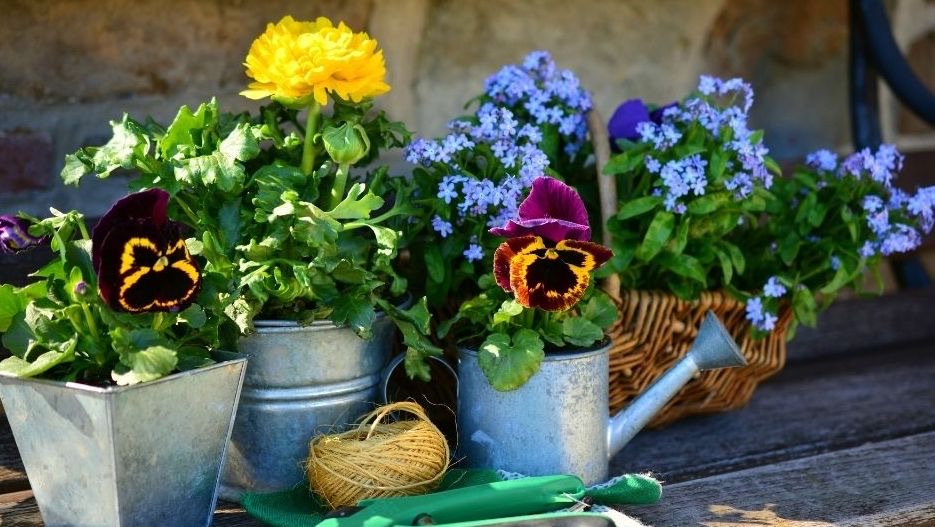 How to Landscape on a Budget header image.