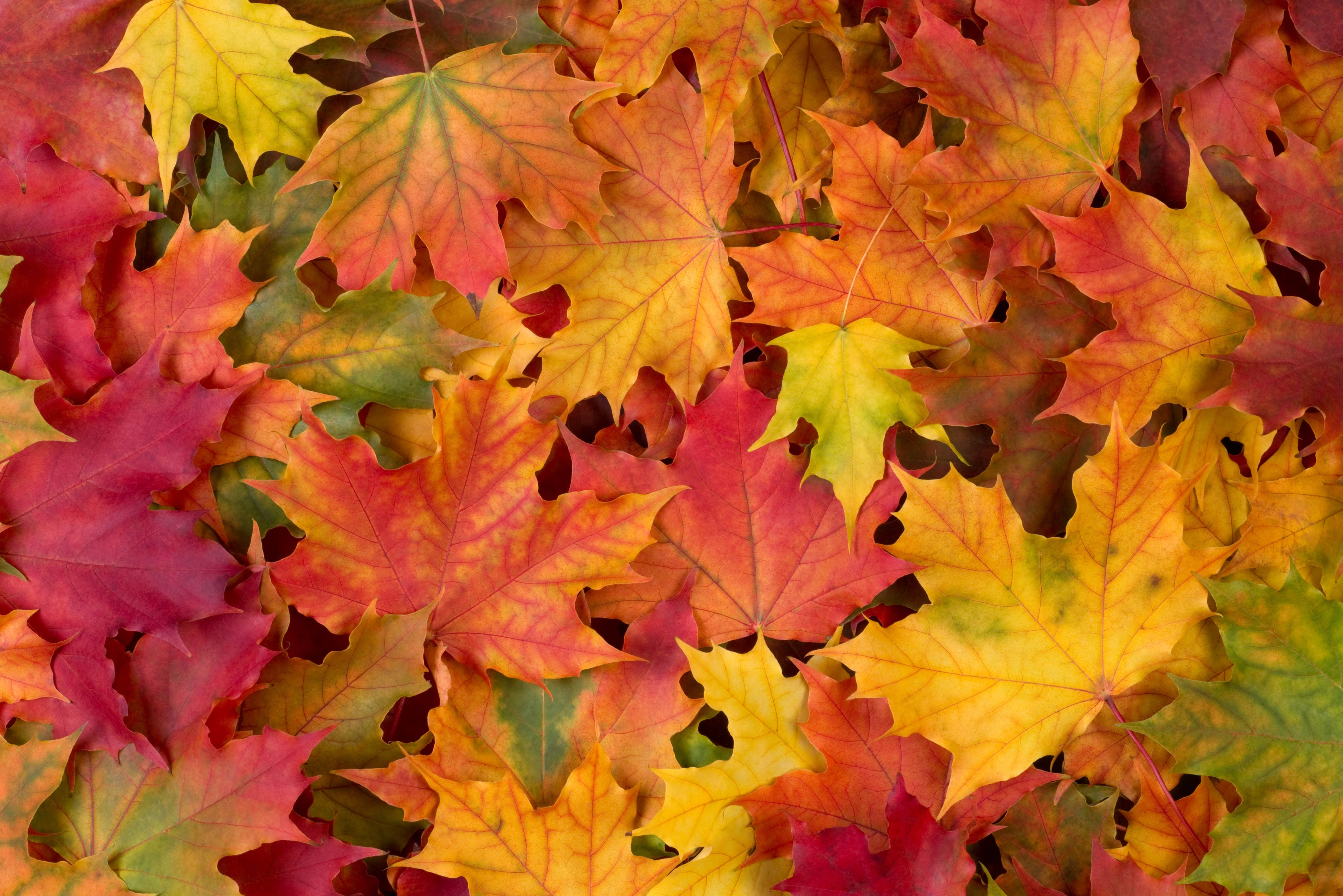 Selling Your Home in the Fall: Why It's a Great Time to List header image.