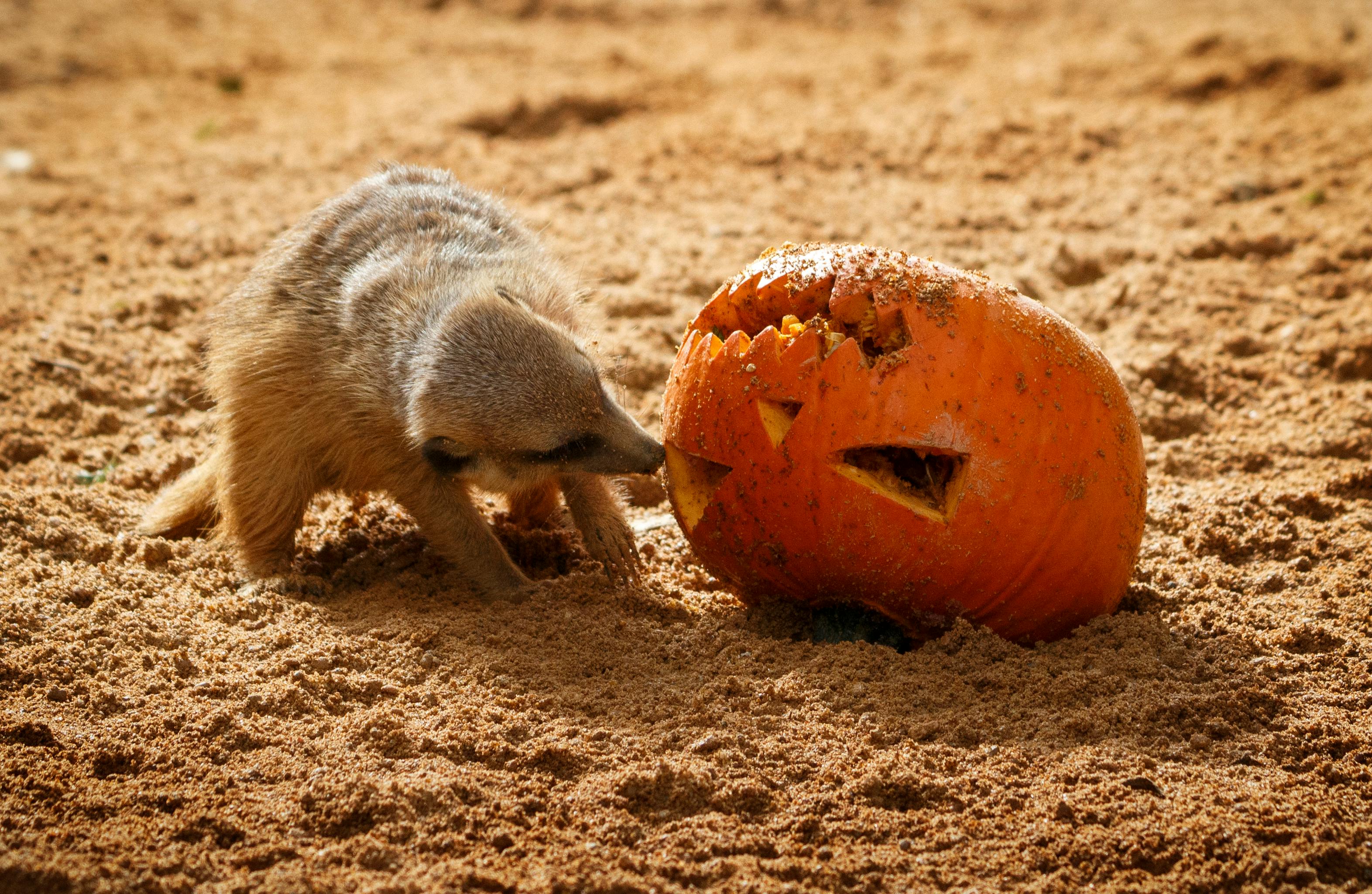 Animal with pumpkin
