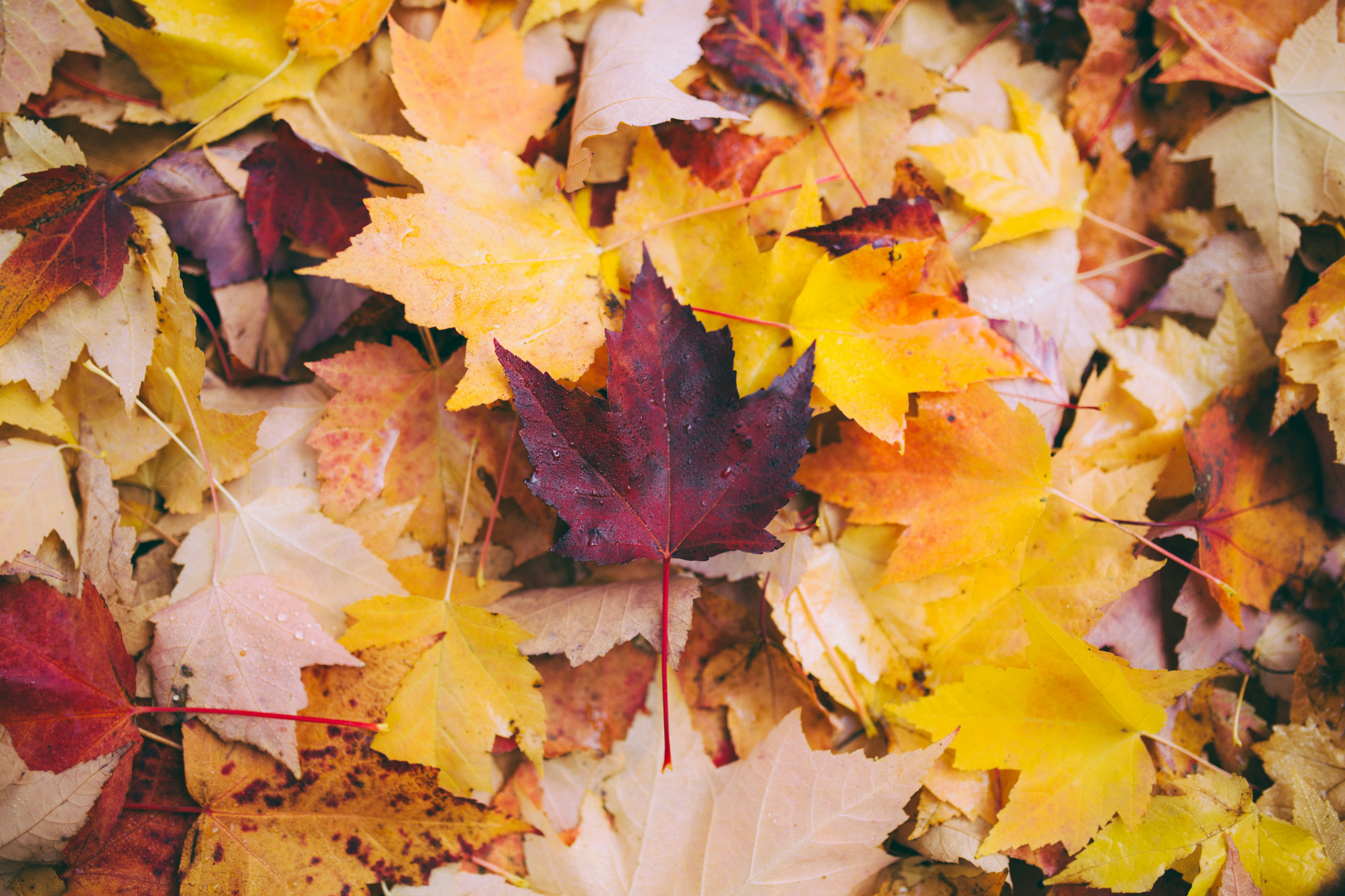 Fall Home Prep: 7 Tasks Every Homeowner Should Do Before Winter header image.