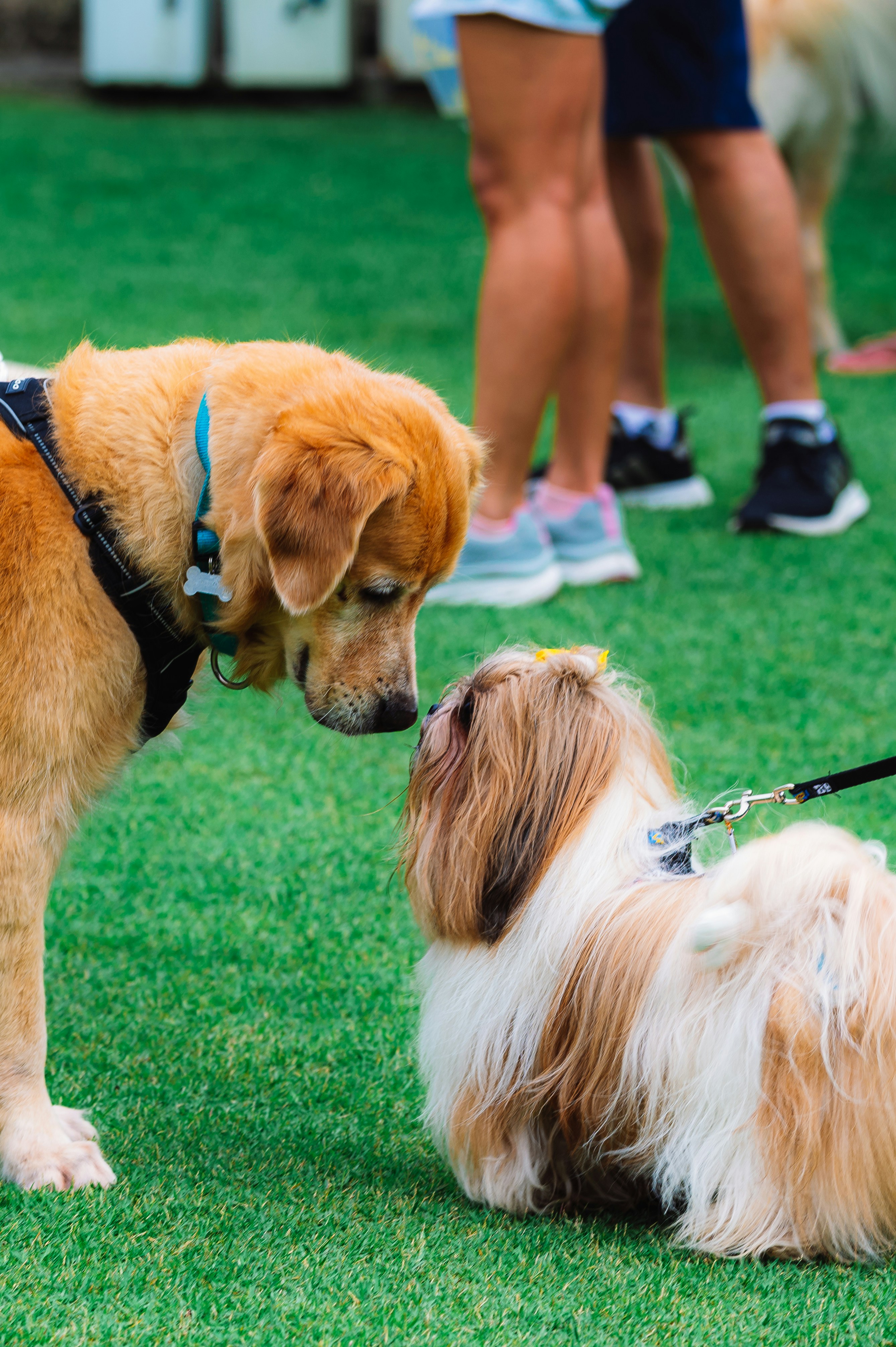 Dog Parks, Trails, and Pet-Friendly Spots Around Centerville header image.