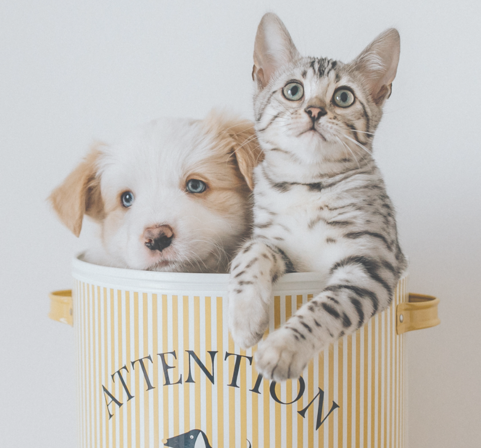 HOW TO MOVE WITH PETS header image.