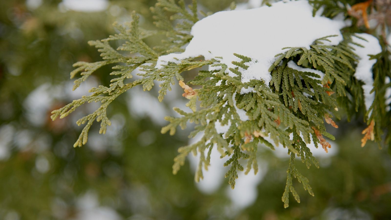 5 Reasons to Sell your House During Winter header image.