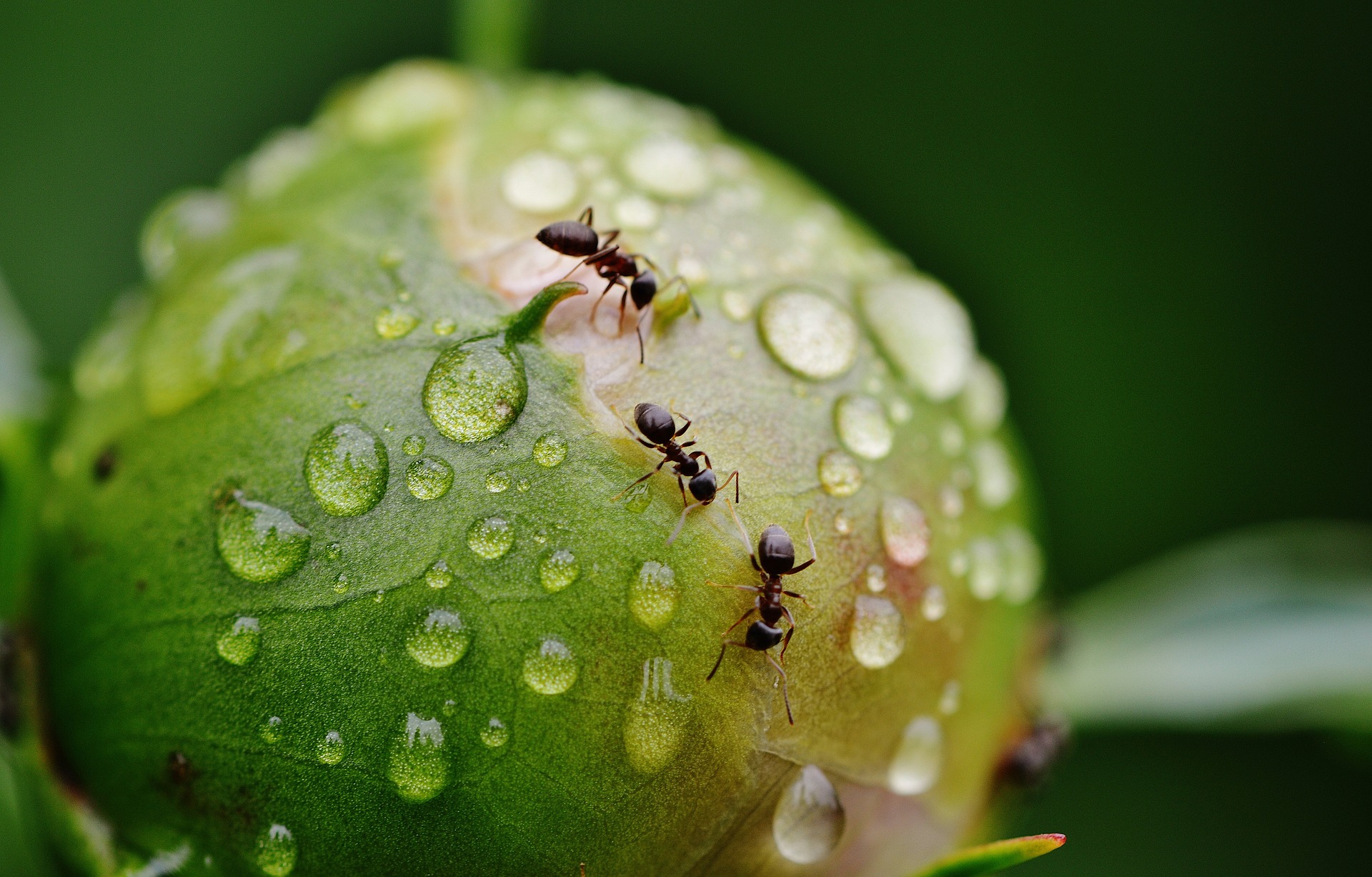 Do You Need to Hire an Ant Exterminator? header image.