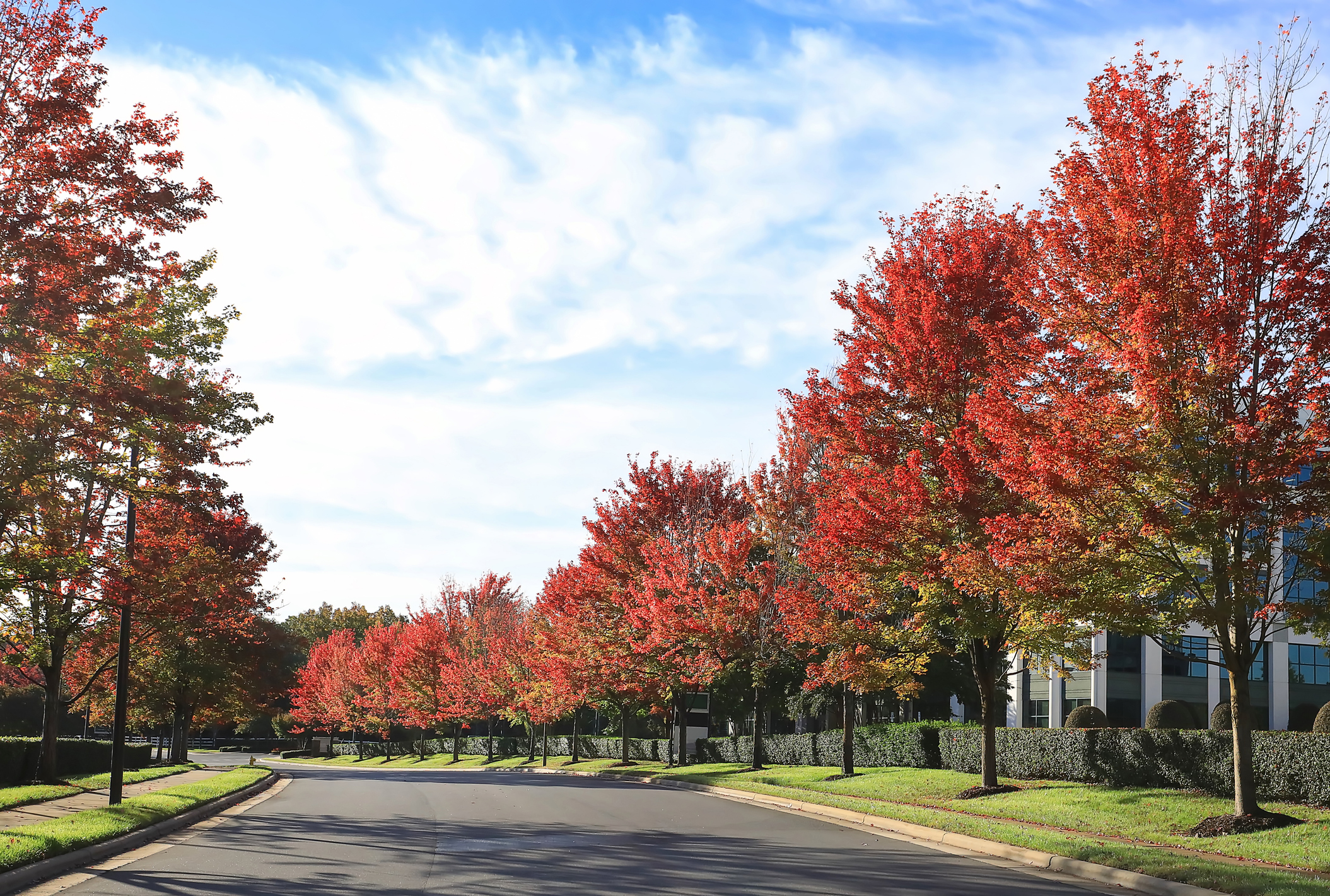 tree-leaves-turning-red-in-north-carolina