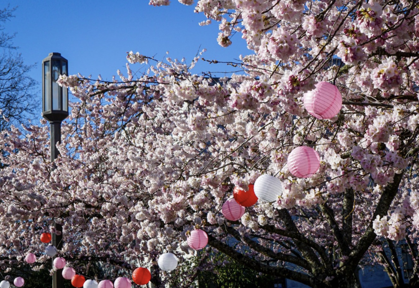 Exploring Salem Oregon: Cherry Blossom Day At The Capitol header image.