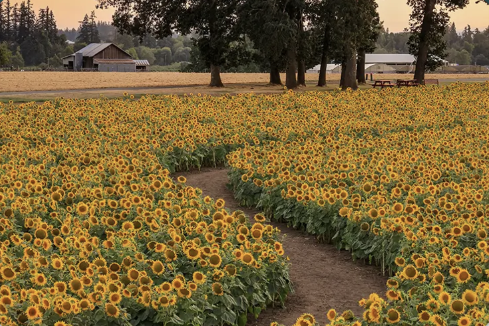 Exploring Salem Oregon: Wooden Shoe Summer Flowers Event header image.