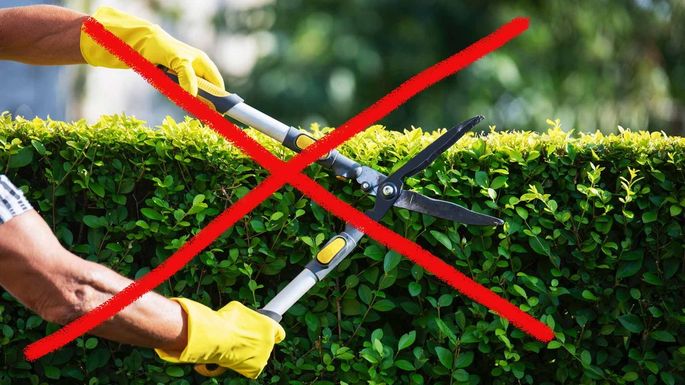 6 Backyard Design Rules You Should Break in 2021 header image.