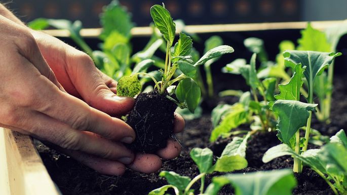 Gardening for Beginners: 7 Tips for Growing Your Own Vegetable Patch header image.
