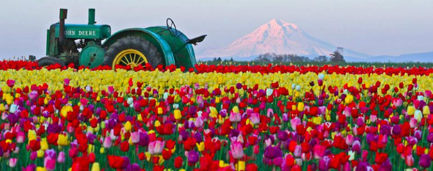 Exploring Salem Oregon: 2021 Wooden Shoe Tulip Festival header image.