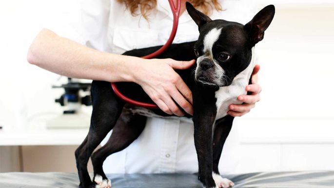 Can Dogs Get COVID-19? A Reality Check for Pet Parents header image.