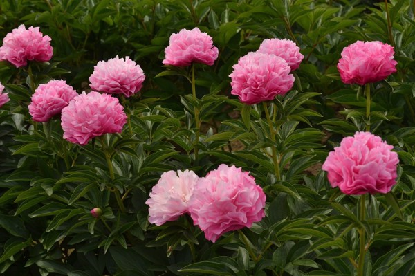 Exploring Salem Oregon: Adelman Peony Gardens Open House header image.