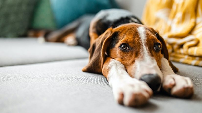 Pets Home Alone? 6 Ways To Keep Dogs (and Cats) Calm When You’re Gone header image.