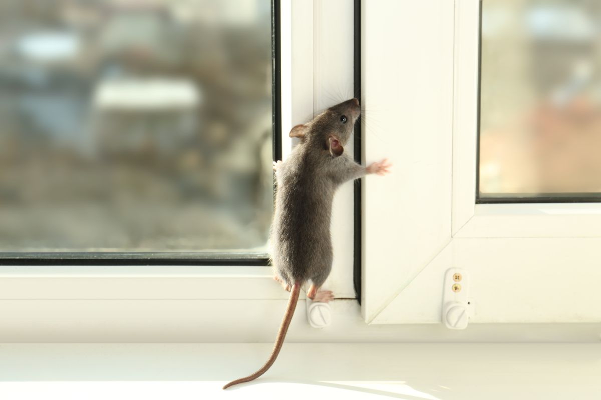 Seal your attics, crawlspaces, and entry points to keep out unwanted critters like mice, rats, and spiders.