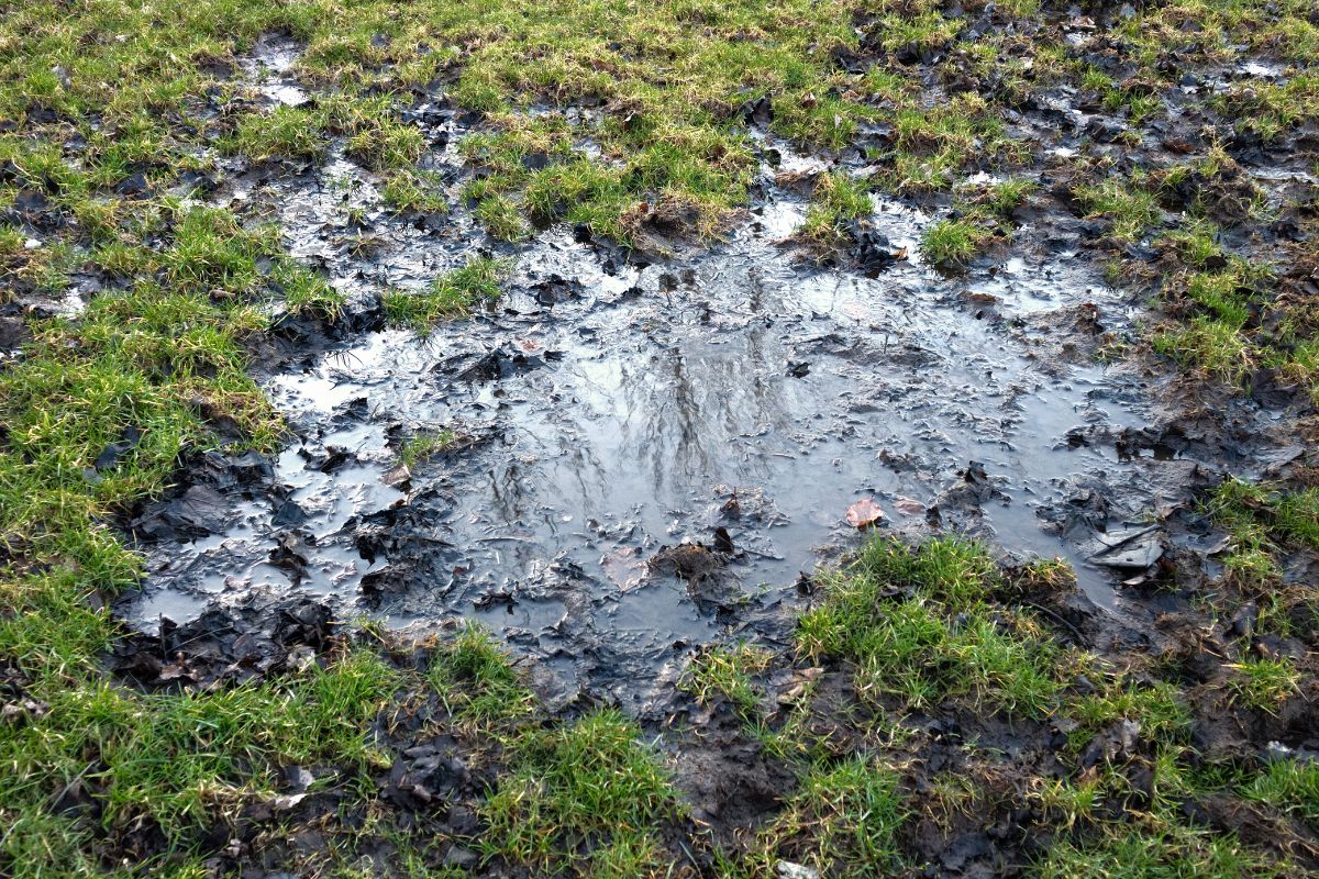 Use the rain to see where low spots in your drainage aren't functioning properly and fix them.