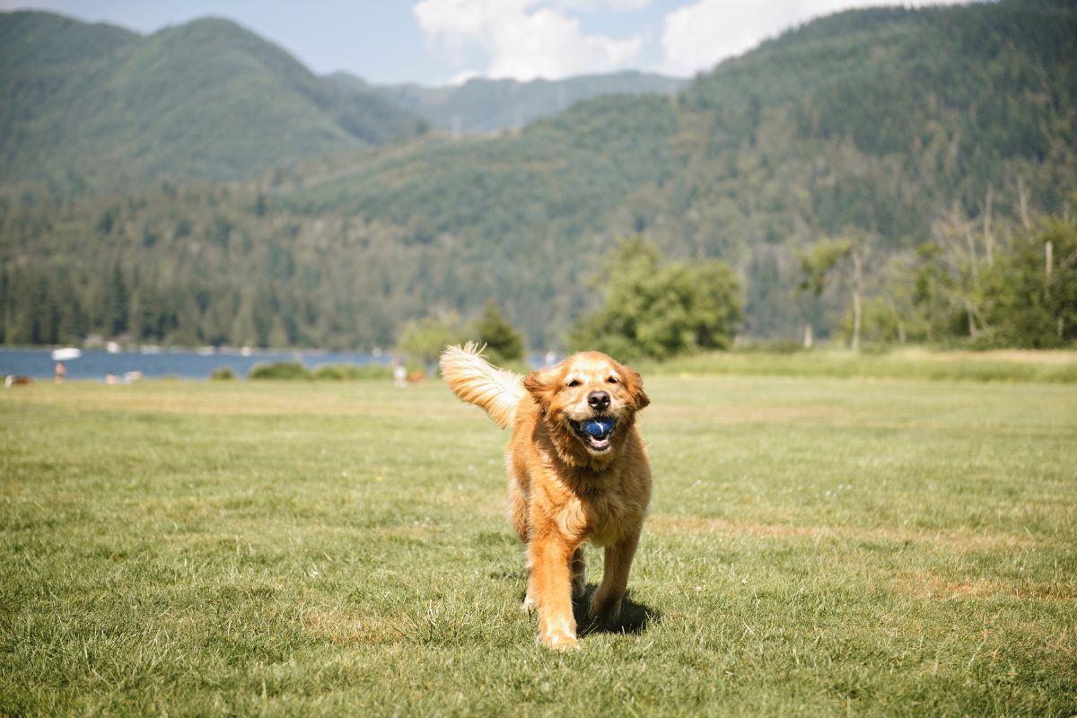 Sudden Valley is a Great Neighborhood to Give Your Dog the Life They Deserve