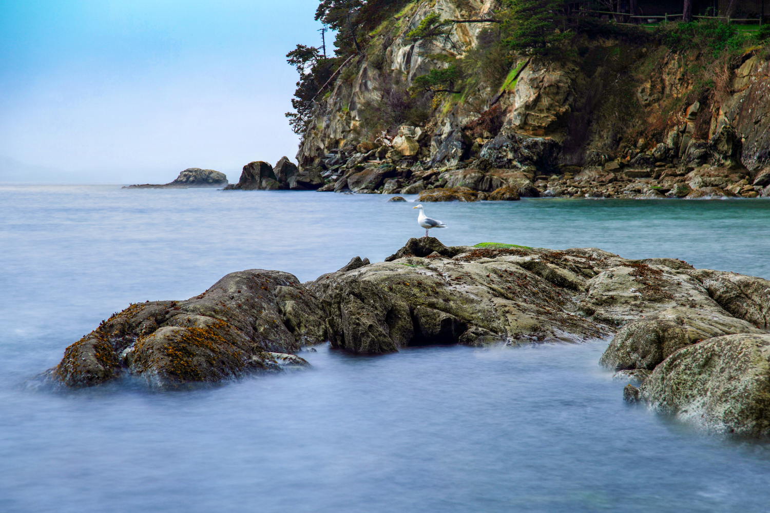 Photo of a seagull on a rock over blue water at Larrabee State Park