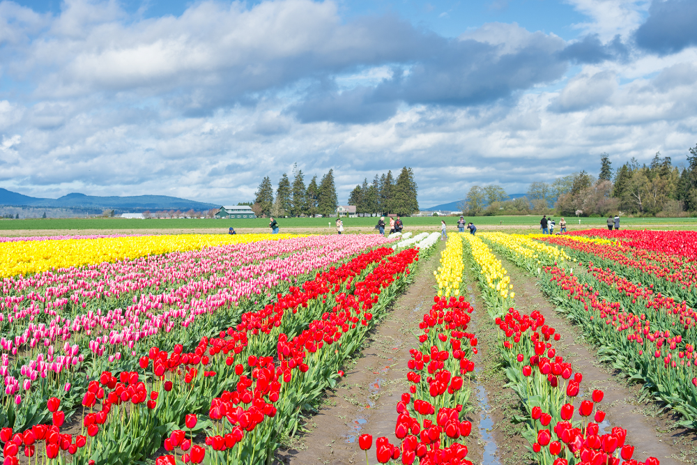 Rows of tulips with mountains in the background