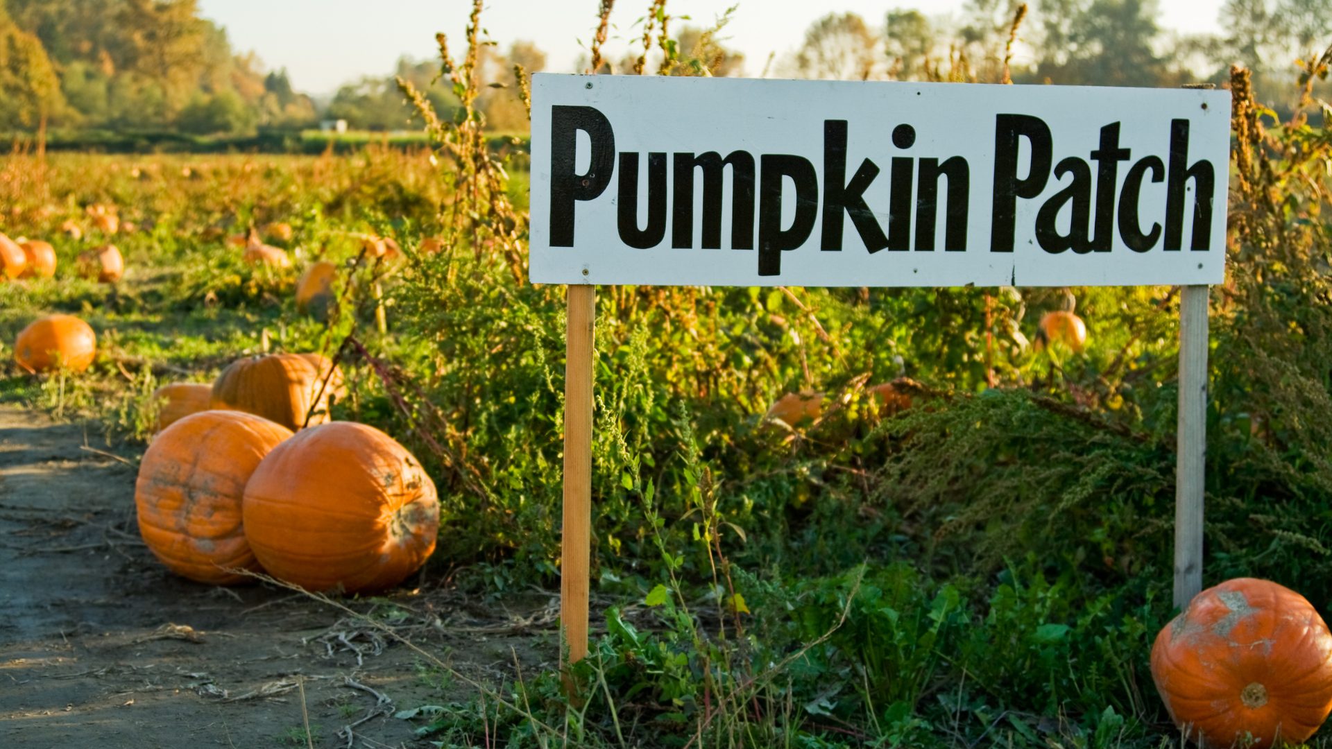 The Ultimate Metro Detroit Fall Bucket List header image.