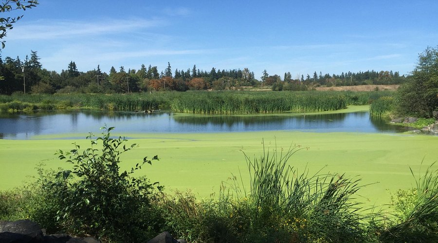 Talking Water Gardens in Albany Oregon featuring beautiful landscaping, water features, and walking paths.