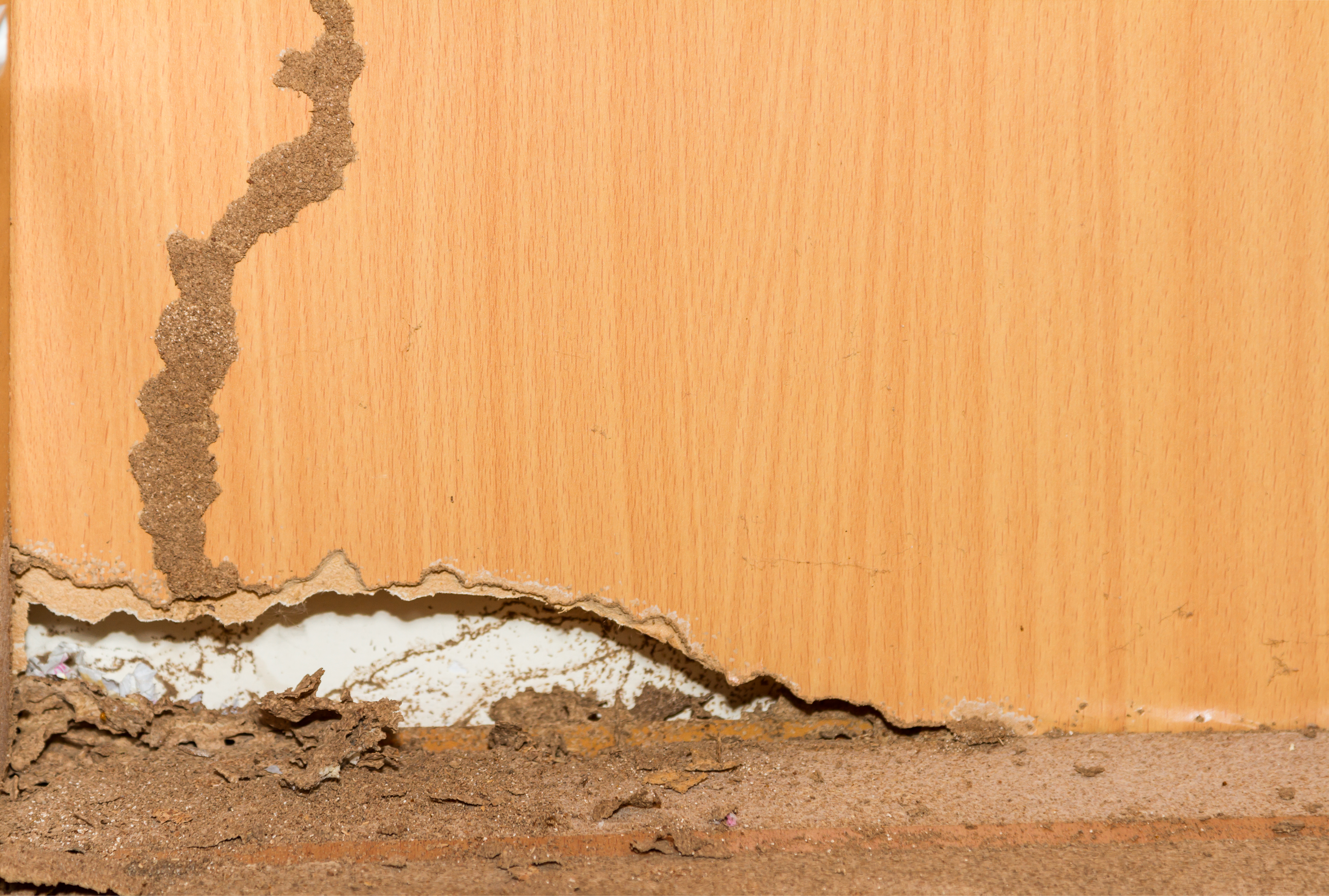 Is Termite a Deal Breaker? header image.