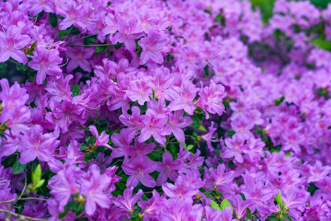 Green up your Curb Appeal! header image.