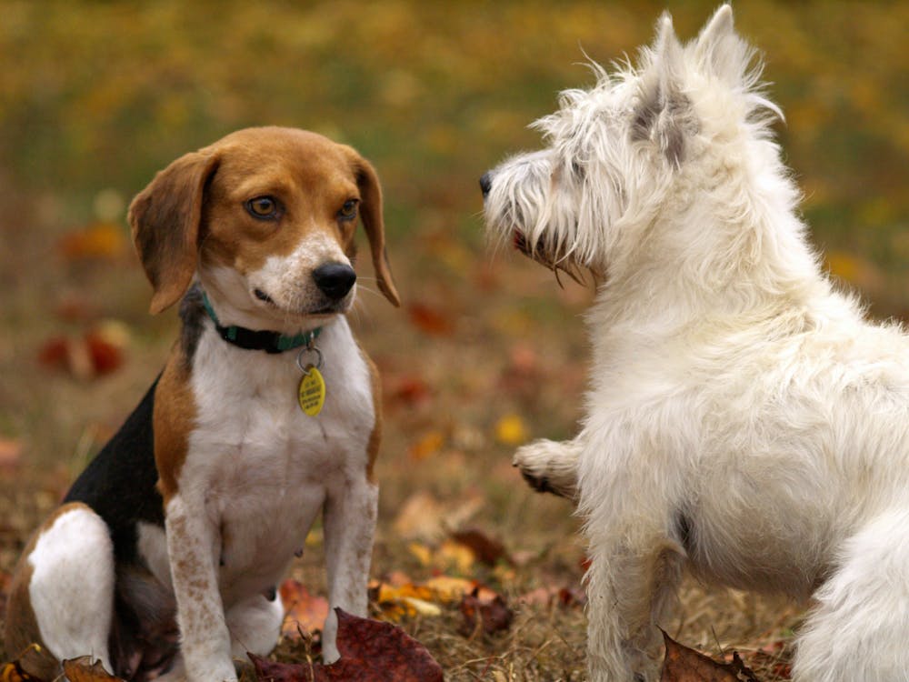 Thinking of adding a Furry Friend to your family? Adoption tips for finding the RIGHT canine pal! header image.