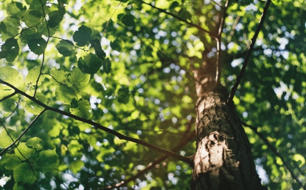 Allen Construction - Cooling by NatureAllen Construction - Cooling by Nature header image.