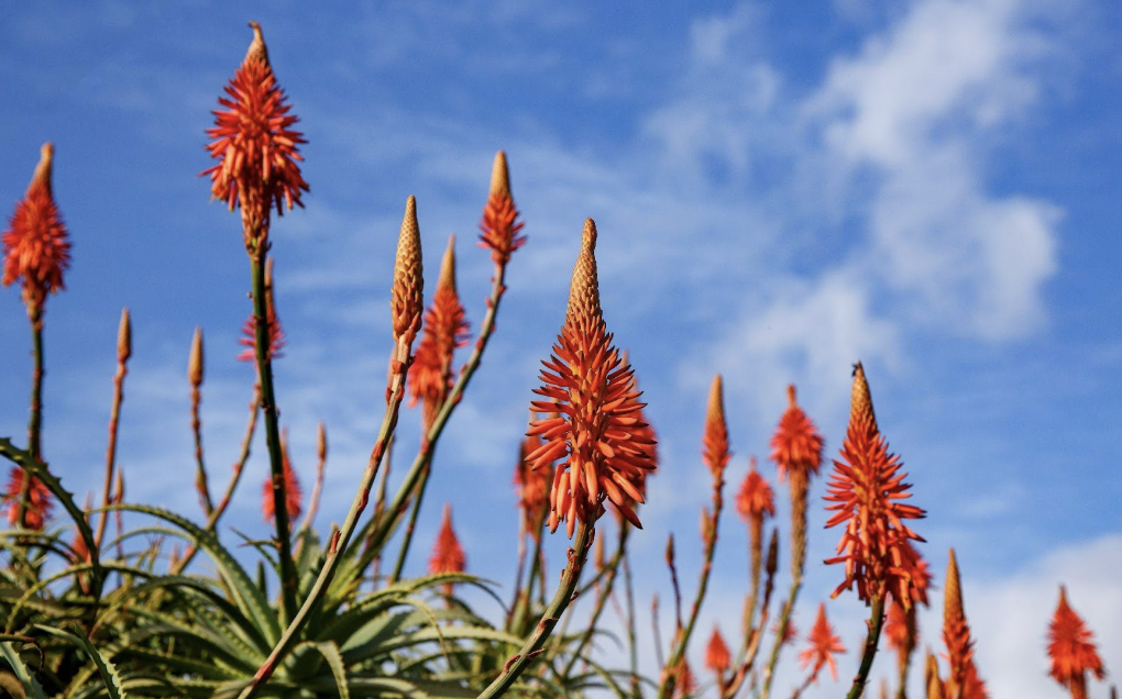 The Santa Barbara Botanic Garden header image.