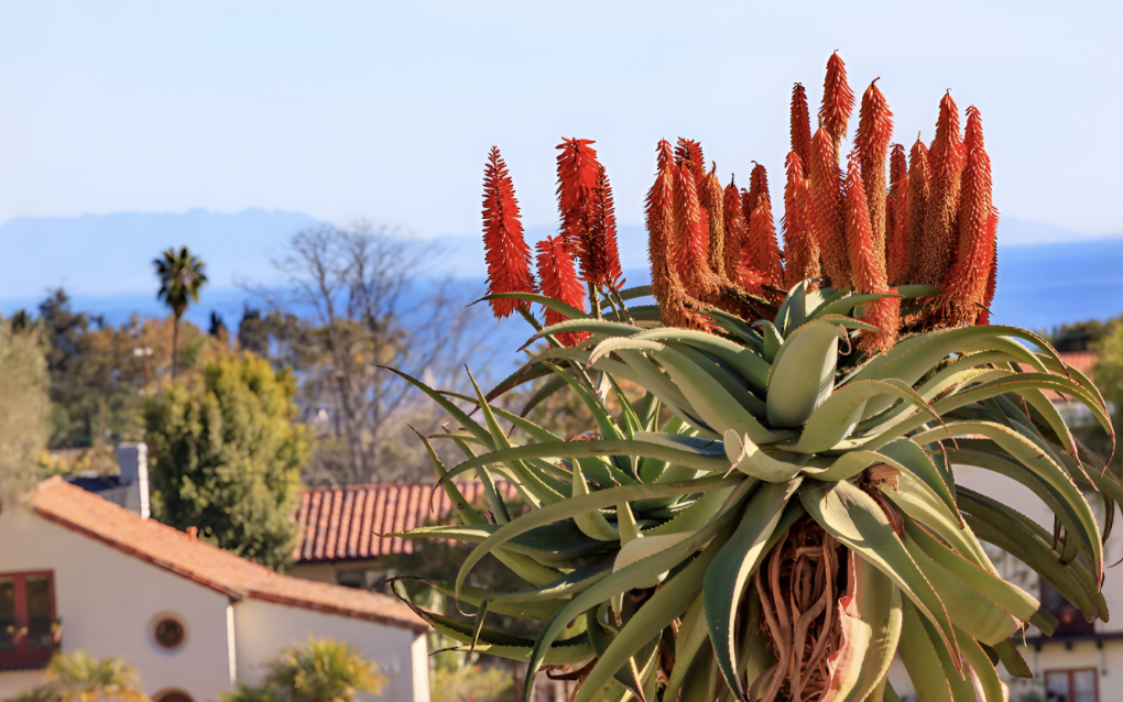 Discover Mission Canyon: A Hidden Sanctuary in Santa Barbara header image.