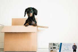 Getting Your Pets Adjusted to a New Home header image.