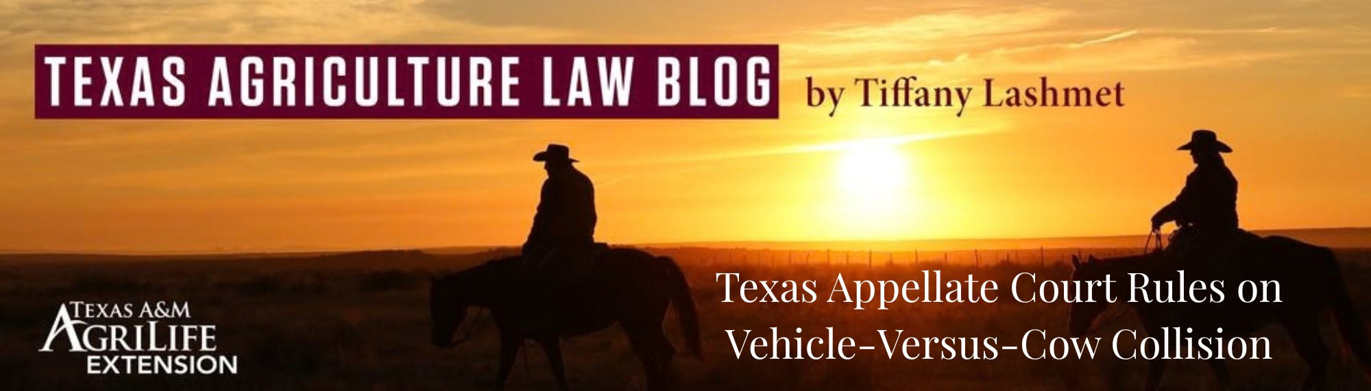 Texas Appellate Court Rules on Vehicle-Versus-Cow Collision header image.
