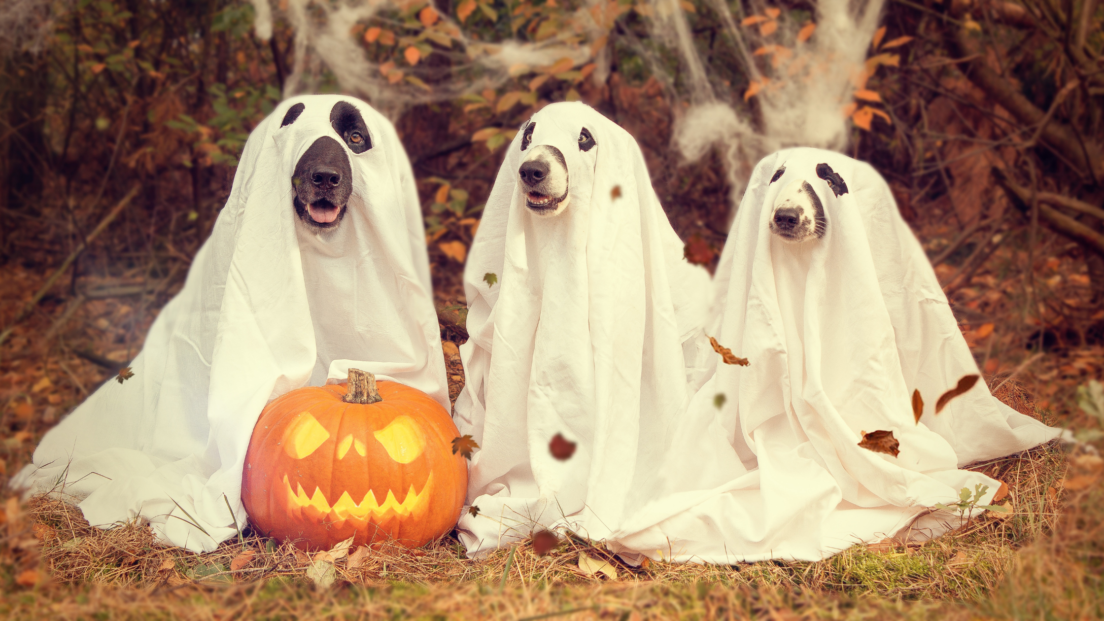 Living Local: New Bern Ghost Walk 2025 header image.