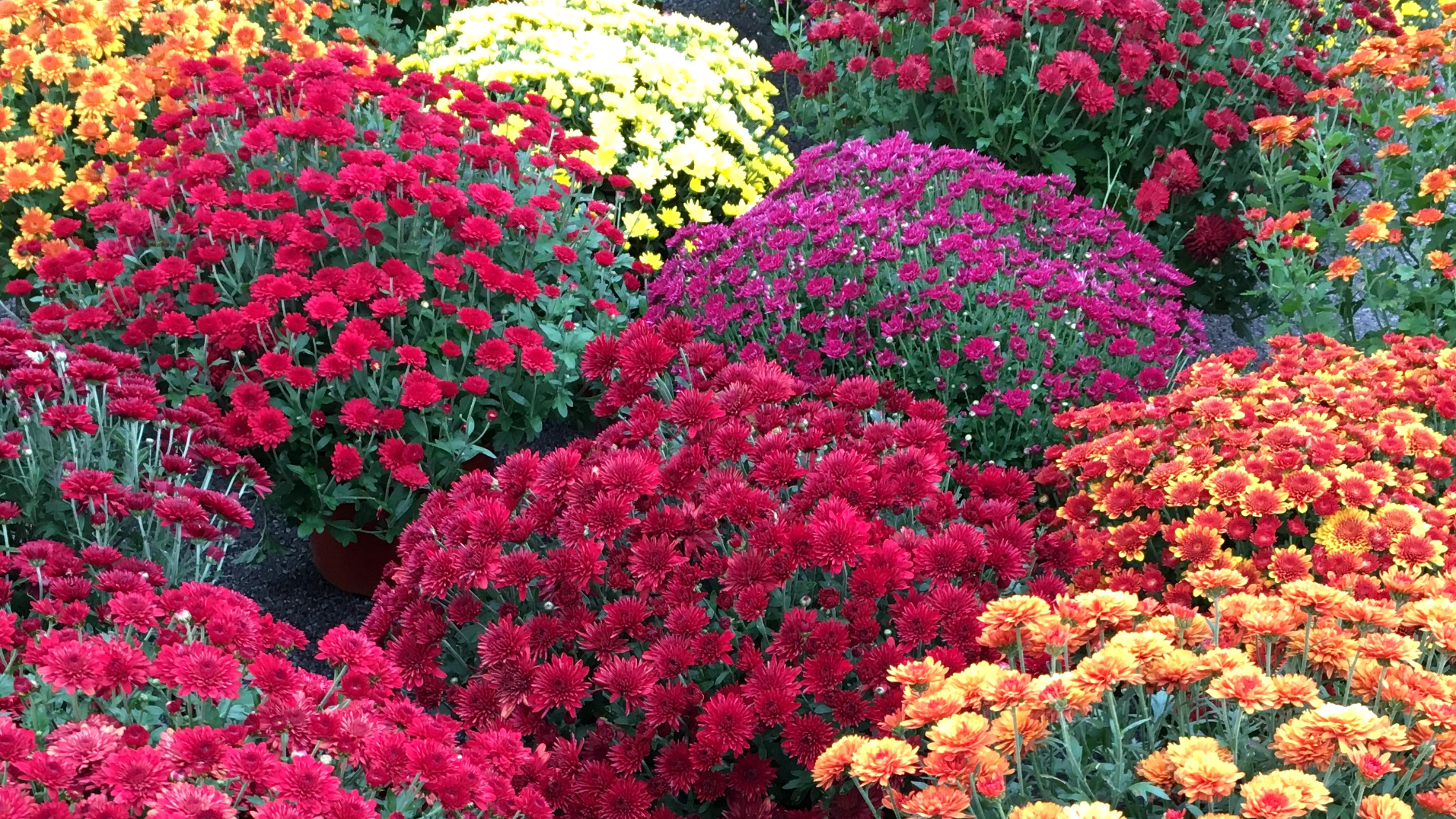 MumFest in New Bern: A Celebration of Fall and Community header image.