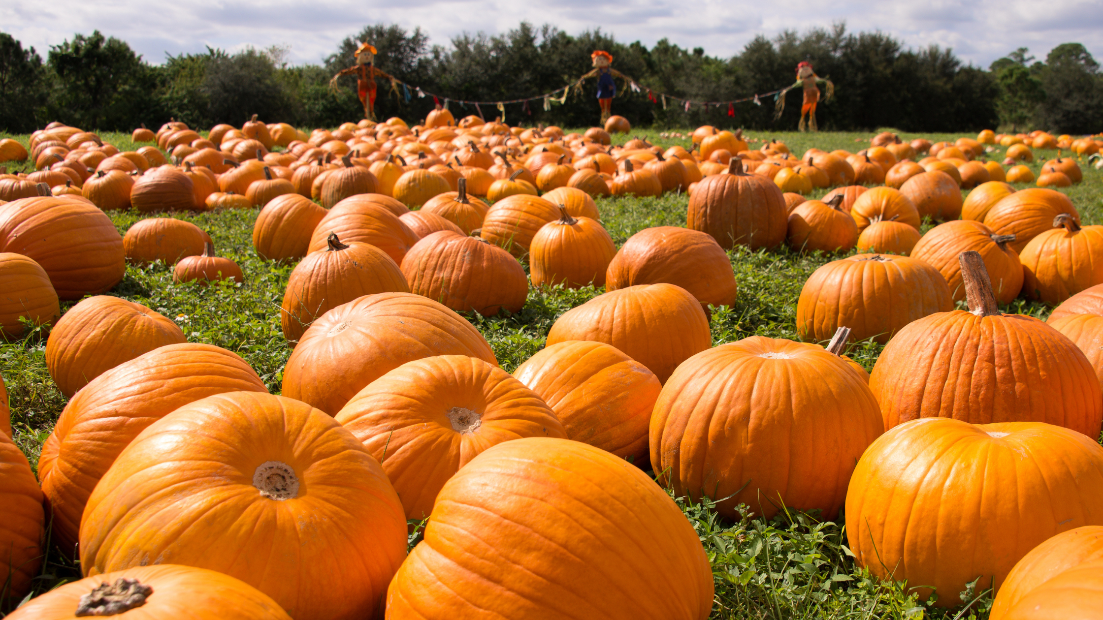 Living Local: Fall in Eastern NC header image.