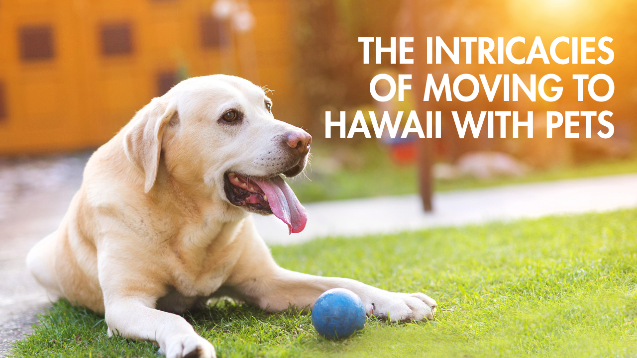 The Intricacies of Moving to Hawaii with Pets: How to Navigate the Process Safely header image.